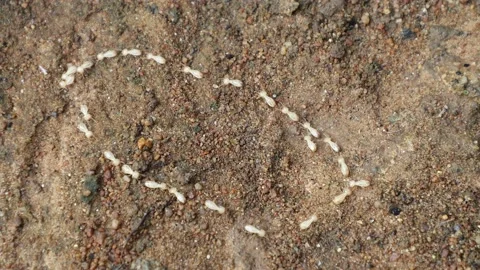 Close up termites or white ants walking in circle 스톡 동영상 164631280