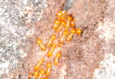 Close up termites or white ants Stock Photos