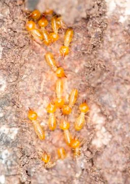 Close up termites or white ants Stock Photos
