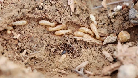 Close-Up of Termites in Soil,  Detailed View of Termite Colony in Natural H.. Stock Footage 340976345