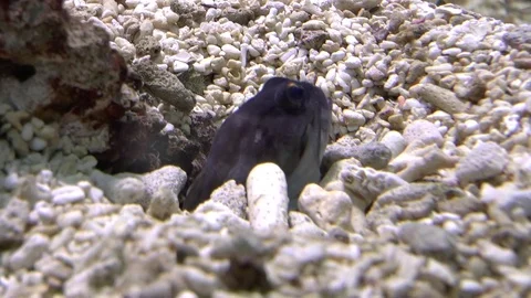 Close up of Terrapin Feeding on Tiny Shrimp Stock Footage 77203859