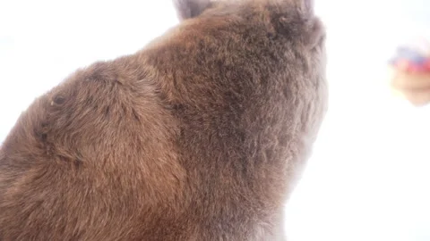 Close up of a Terrestrial animals back with white background Vidéo 265010679