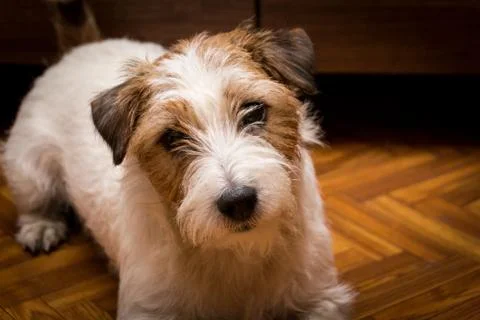 Close-up of Terrier Panting Jack cleared, home background. Stock Photos