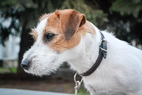 Close-up of Terrier Panting Jack cleared, home background. Stock Photos