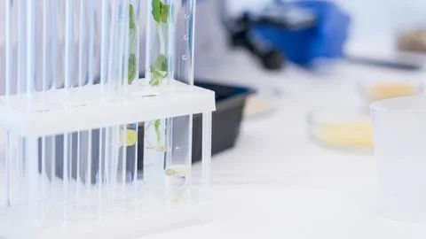 Close-up of test tubes with green leafy plants Stock-Fotos