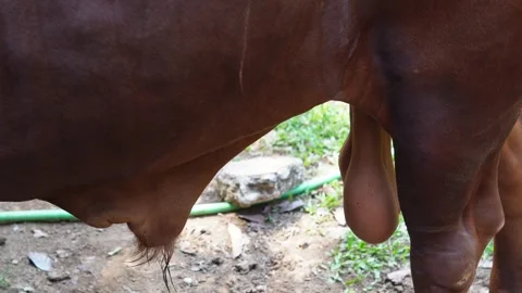 Close up of testicle of an Ankole Watusi or Bos taurus watusi, also known a.. 動画素材 307749683