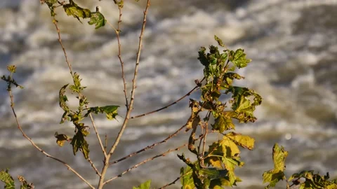 Close up Tevere river in Rome close up tiber fast in a sunny day Stock-Footage 148098417