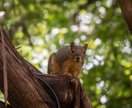 Close-up of a Texas fox squirrel sitting on a cuy branch in a tree Stock Photos