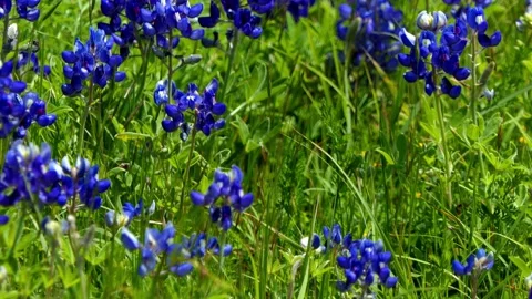 Close-up of Texas State Flower - Bluebonnets at prime time, Spring, 2020 Vídeos de archivo 138283841