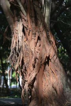Close Up Texture of Ancient Banyan Tree Aerial Roots Stock Photos