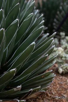 Close up Texture and Pattern of Cactus plant, Queen victoria agave Stock Photos