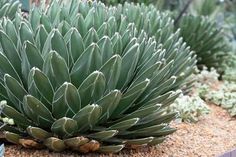 Close up Texture and Pattern of Cactus plant, Queen victoria agave Stock Photos