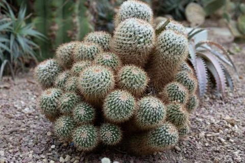 Close up Texture and Pattern of Cactus plant, Queen victoria agave Stock Photos