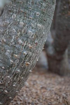 Close up Texture and Pattern of Cactus plant Stock Photos