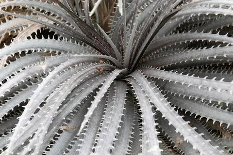 Close up Texture and Pattern of Cactus plant, Queen victoria agave Stock Photos