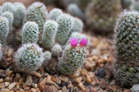 Close up Texture and Pattern of Cactus plant Stock Photos