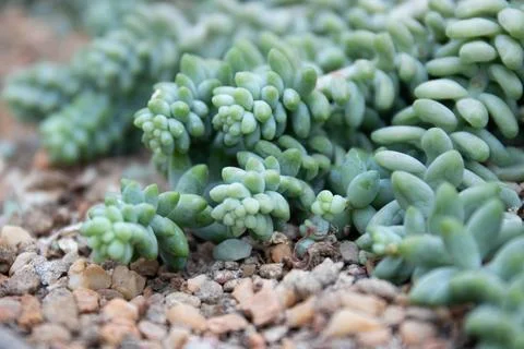 Close up Texture and Pattern of Cactus plant Stock Photos