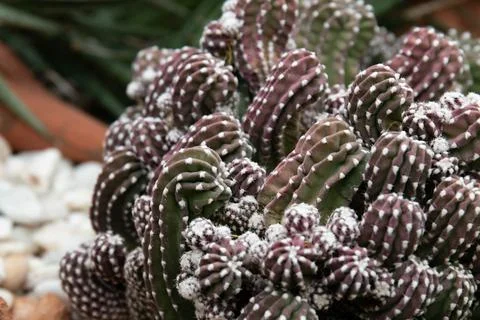 Close up Texture and Pattern of Cactus plant Stock Photos