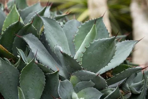 Close up Texture and Pattern of Cactus plant Foto stock
