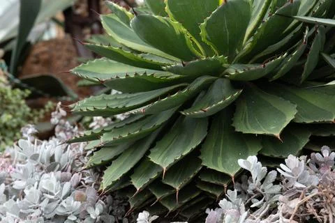 Close up Texture and Pattern of Cactus plant, Queen victoria agave Stock Photos