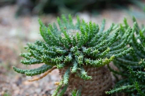 Close up Texture and Pattern of Cactus plant Stock Photos