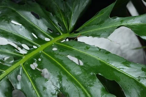 Close up texture and pattern of green leaf, Monstera Foto stock
