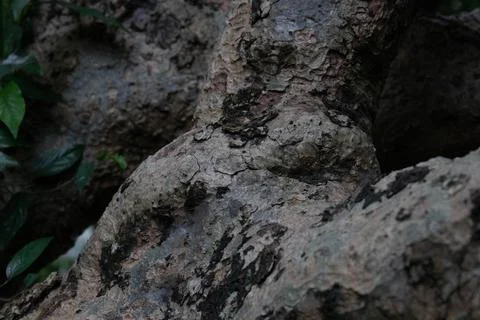 Close up texture and pattern of the tree's bark Stock Photos
