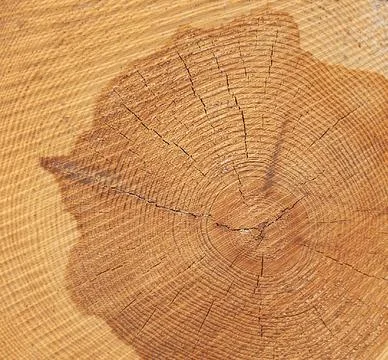 Close-up texture and structure of wood. Tree rings on a wooden log. Stock Photos