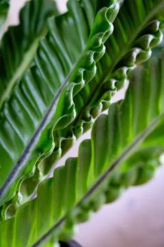 Close-up texture of Asplenium nidus or Cobra fern foliage in a home garden Stock Photos