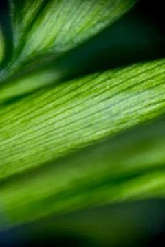 Close-up texture of Asplenium nidus or Cobra fern foliage in a home garden Stock Photos