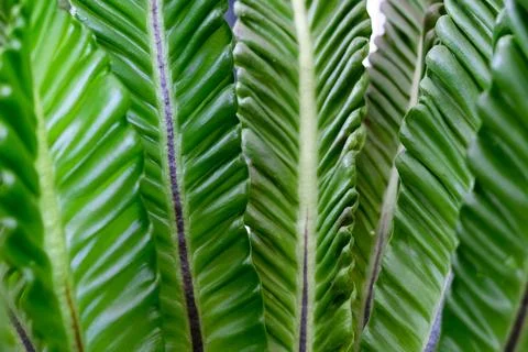 Close-up texture of Asplenium nidus or Cobra fern foliage in a home garden Stock Photos