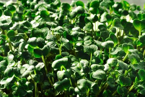 Close-up texture background of fresh microgreen sprouts. Foto stock
