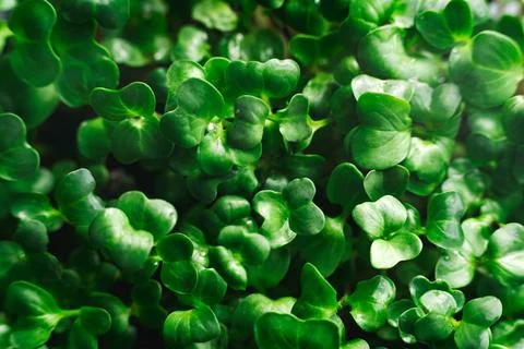 Close-up texture background of fresh microgreen sprouts. Stock-Fotos
