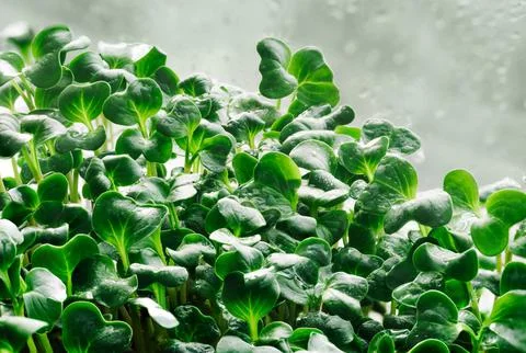 Close-up texture background of fresh microgreen sprouts. Stock-Fotos