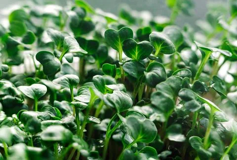 Close-up texture background of fresh microgreen sprouts. Stock-Fotos