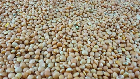 Close up texture background of raw whole brown lentils Stock-Footage 340581034