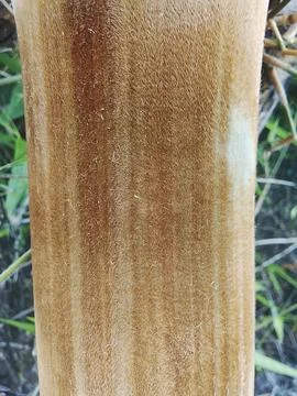 Close Up Texture of Bamboo Stem with Natural Fibers and Golden Brown Color Stock Photos