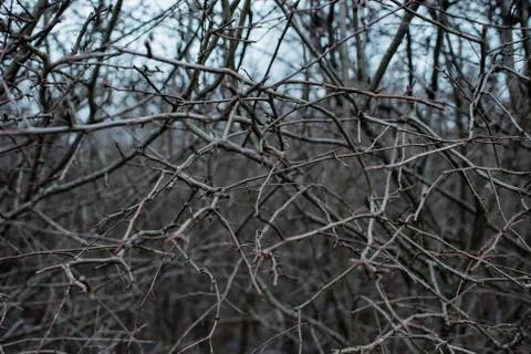Close up texture of bare twigs and branches in winter Stock Photos