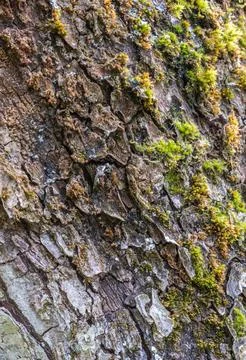 Close-up of the texture of the bark of an apple tree with moss. Stock Photos