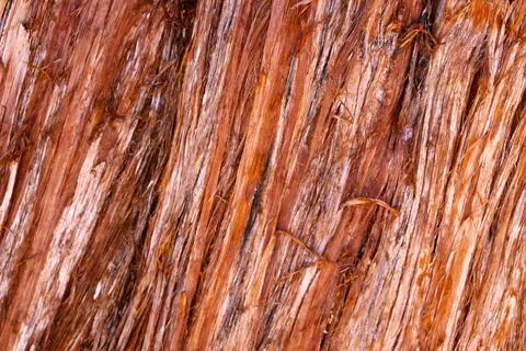 Close-up on the texture of the bark of a sequoia tree in a national park. Stock Photos