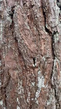 Close up texture of a bark of a tree Stock Photos