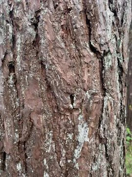 Close up texture of a bark of a tree Stock Photos