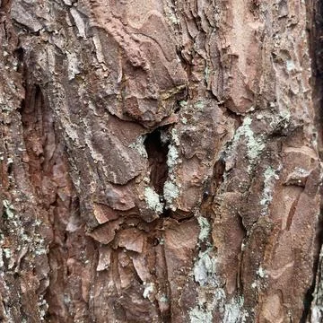 Close up texture of a bark of a tree Stock Photos