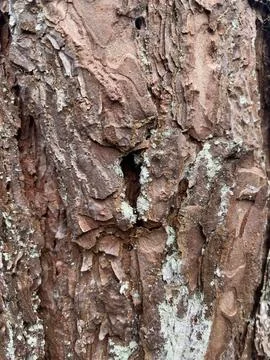 Close up texture of a bark of a tree Stock Photos
