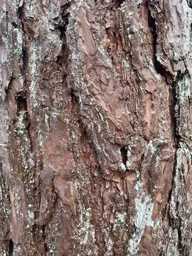 Close up texture of a bark of a tree Stock-Fotos