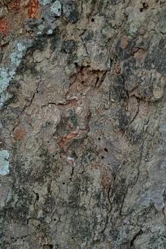 Close Up Texture of bark on a tree Foto stock