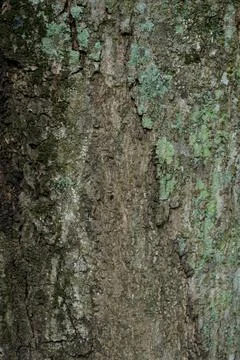 Close Up Texture of bark on a tree Foto stock