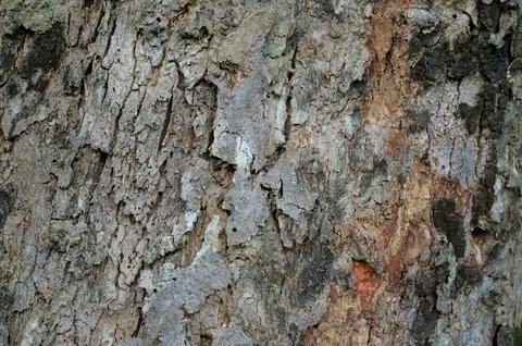 Close Up Texture of bark on a tree Foto stock