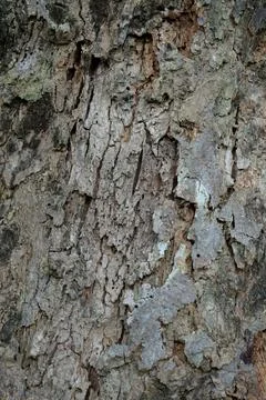Close Up Texture of bark on a tree Stock Photos