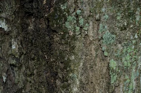 Close Up Texture of bark on a tree Foto stock